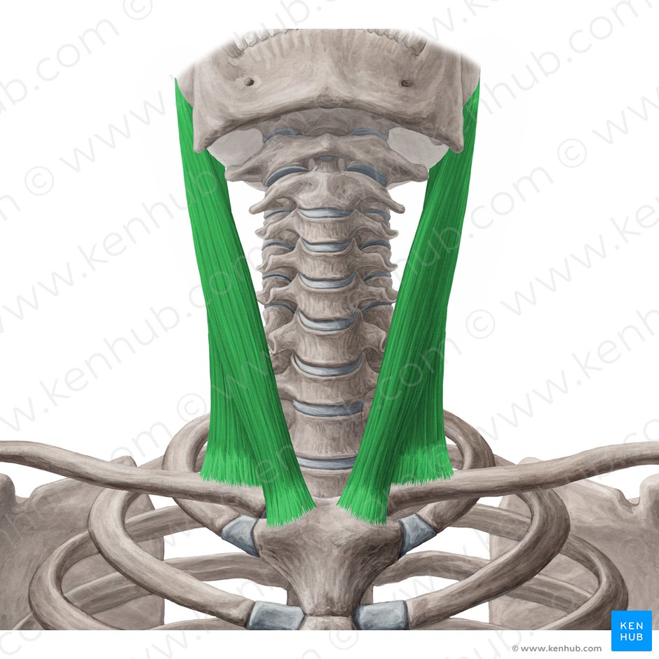 Sternocleidomastoid muscle (Musculus sternocleidomastoideus); Image: Yousun Koh