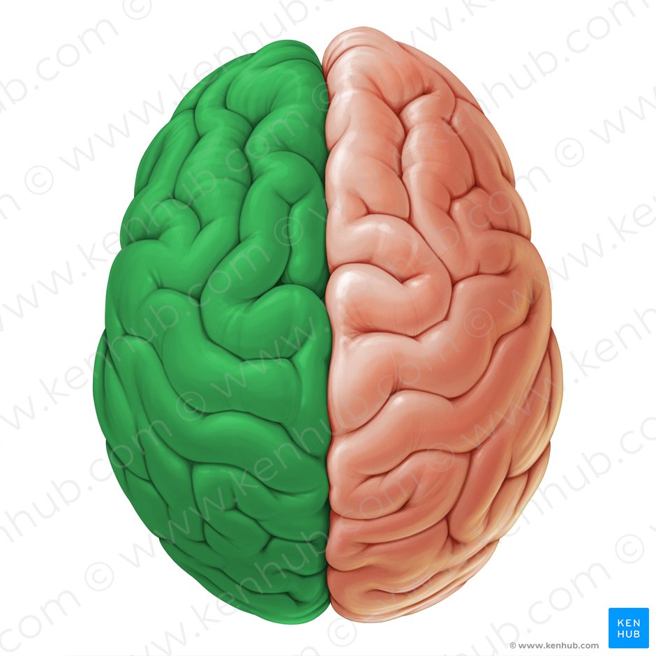 Left cerebral hemisphere (Hemisphaerium sinistrum cerebri); Image: Paul Kim