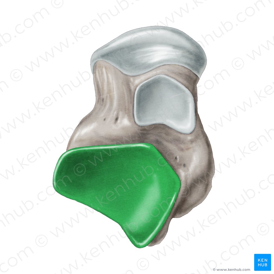 Carilla articular posterior para el calcáneo del talus (Facies articularis calcanea posterior ossis tali); Imagen: Samantha Zimmerman