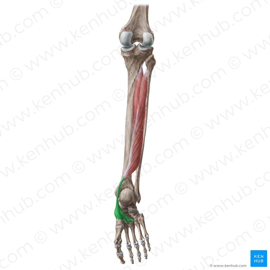 Tendo musculi tibialis posterioris (Sehne des hinteren Schienbeinmuskels); Bild: Liene Znotina