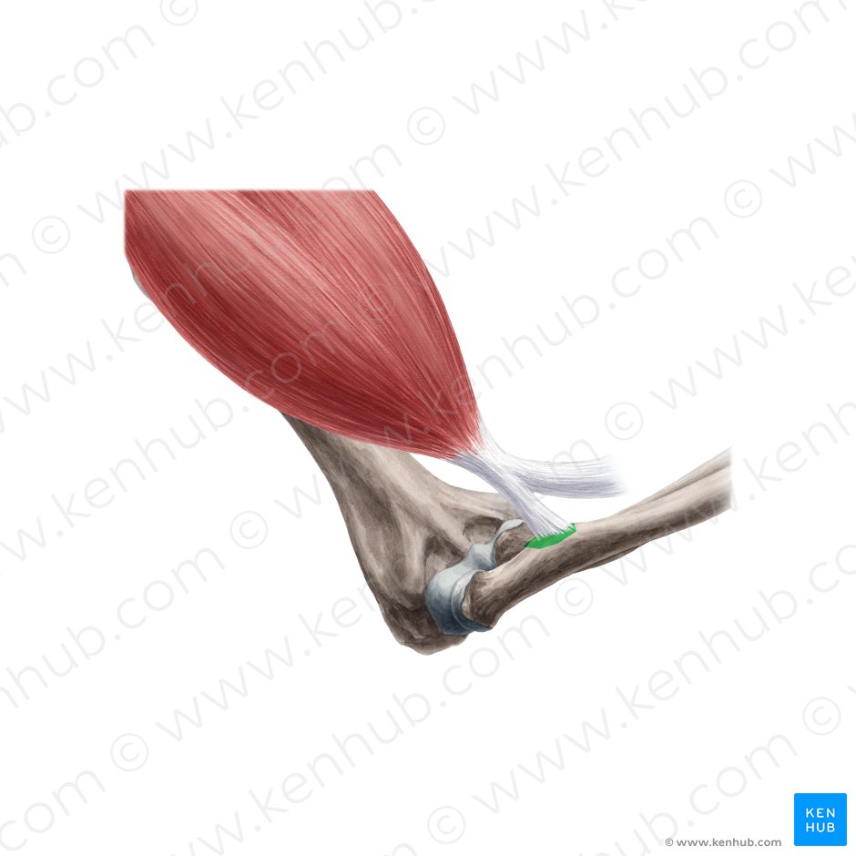 Biceps brachii muscle: Origin, insertion, action | Kenhub