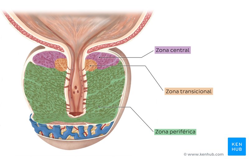 zona periuretral de la próstata