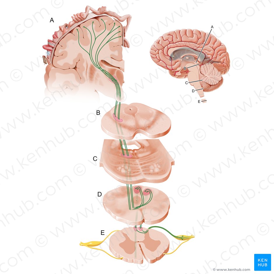 Posterior funiculus-medial lemniscus pathway (Via columnae posterioris lemniscique medialis); Image: Paul Kim