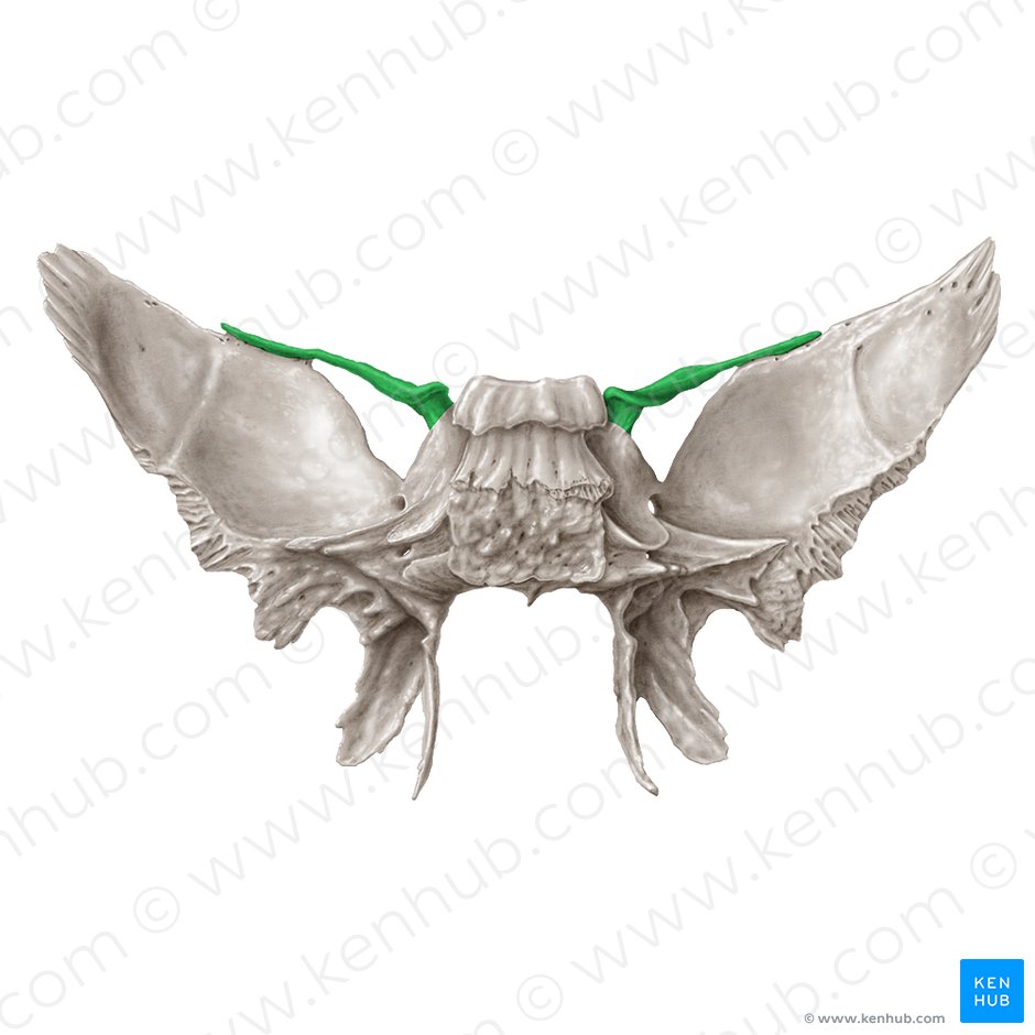 Lesser wing of sphenoid bone (Ala minor ossis sphenoidalis); Image: Samantha Zimmerman