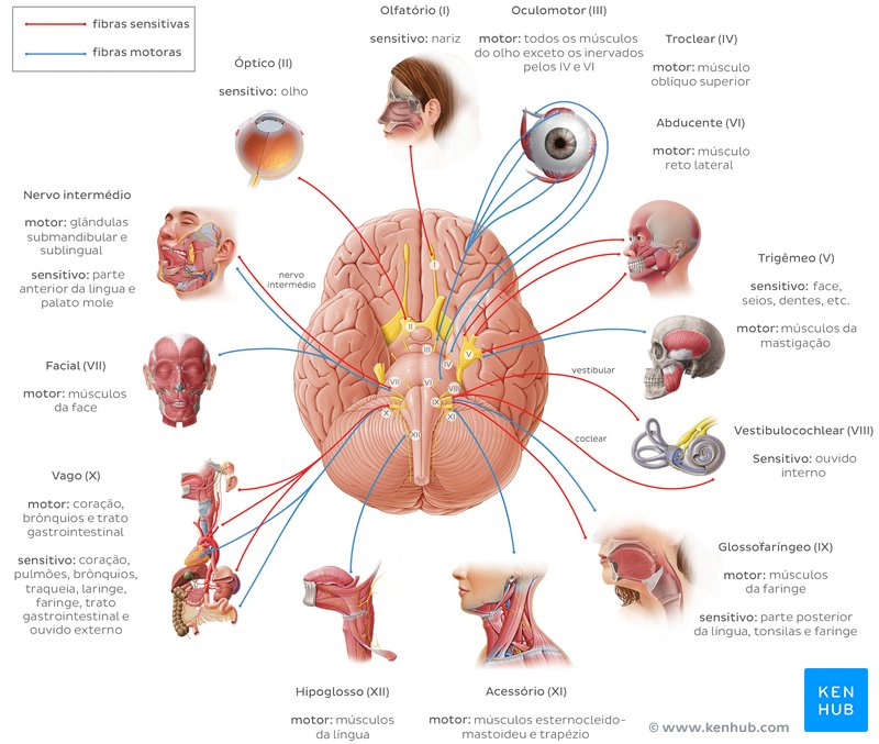 Diagrama dos nervos cranianos