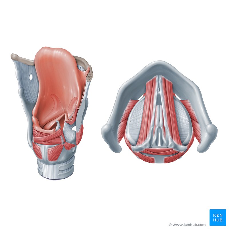 Muscles of the larynx: Anatomy, function, diagram | Kenhub
