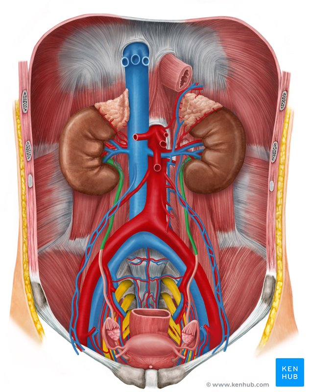Abdominal part of ureter: Ventral view