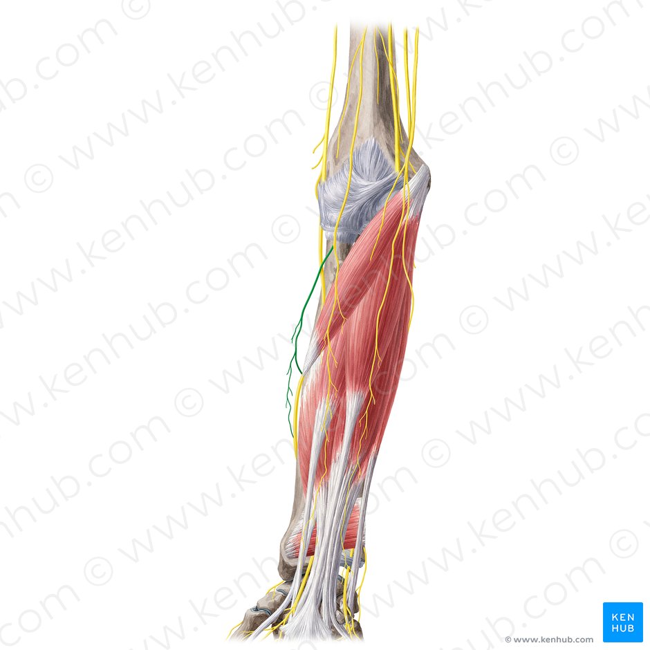 Posterior branch of lateral antebrachial cutaneous nerve (Ramus posterior nervi cutanei lateralis antebrachii); Image: Yousun Koh