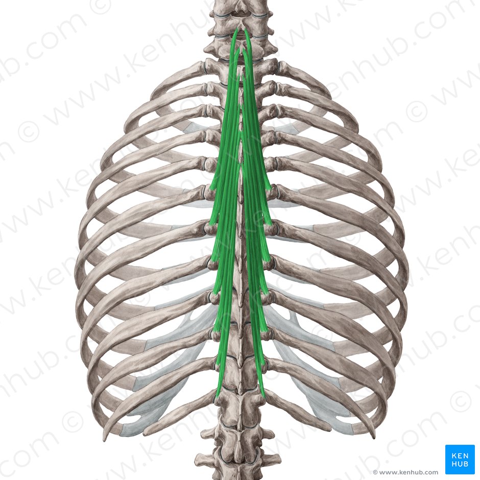 Semispinalis thoracis muscle (Musculus semispinalis thoracis); Image: Yousun Koh