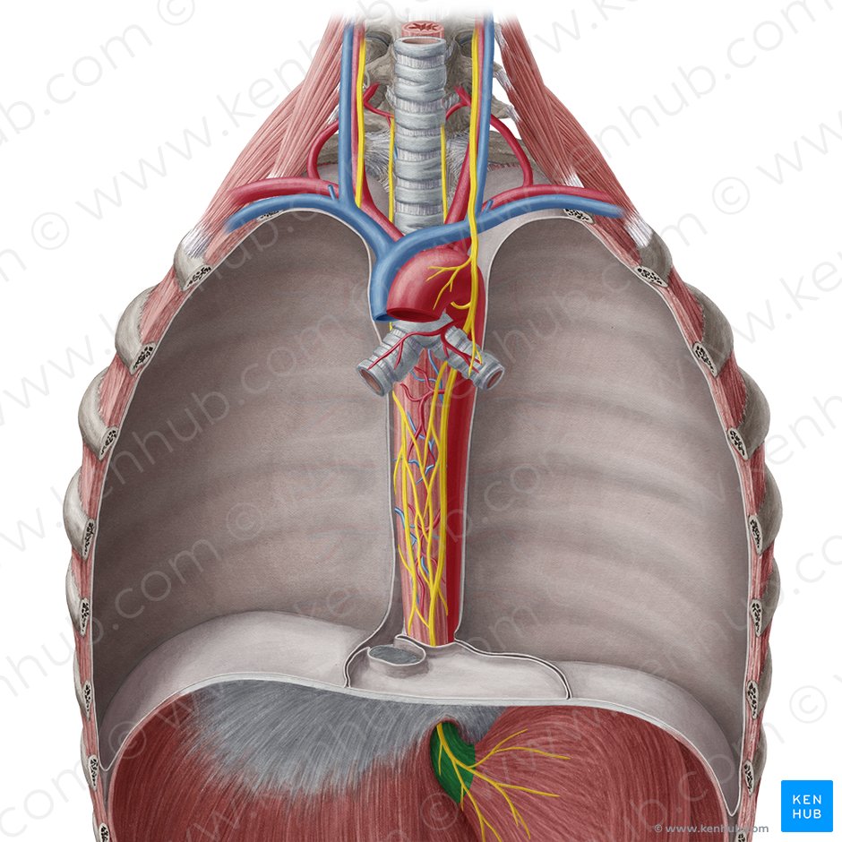 Porção abdominal do esôfago (Pars abdominalis oesophagi); Imagem: Yousun Koh