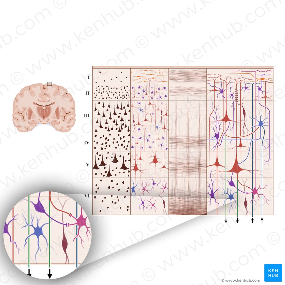 Neurofibrae efferentes corticis cerebri (Efferente Fasern von der Großhirnrinde); Bild: Paul Kim