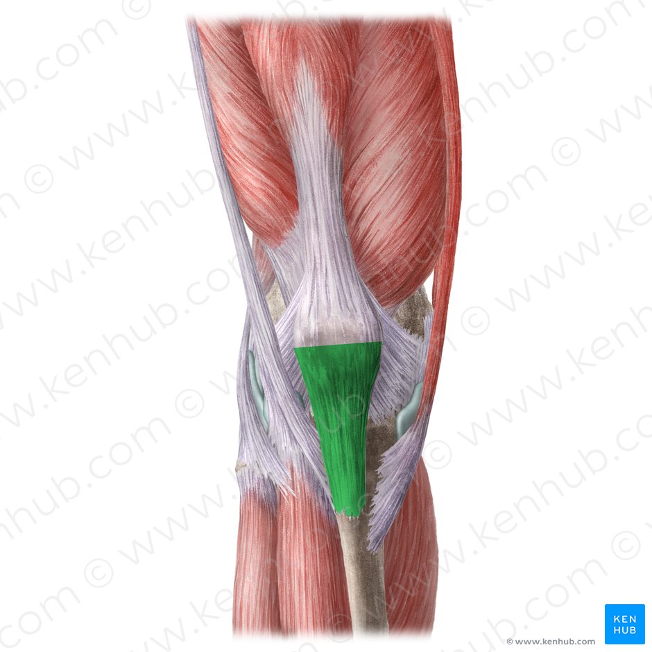 Patellar ligament (Ligamentum patellae); Image: Liene Znotina