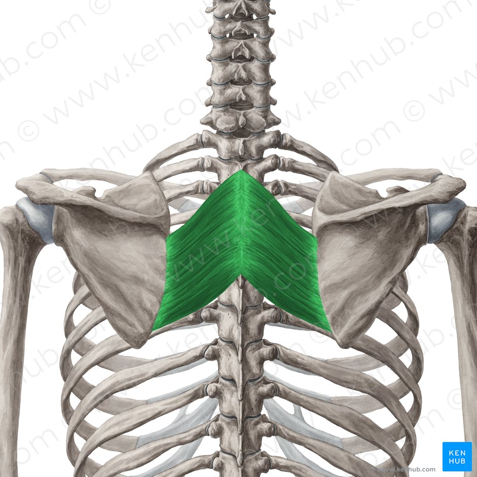 Músculo romboides mayor (Musculus rhomboideus major); Imagen: Yousun Koh