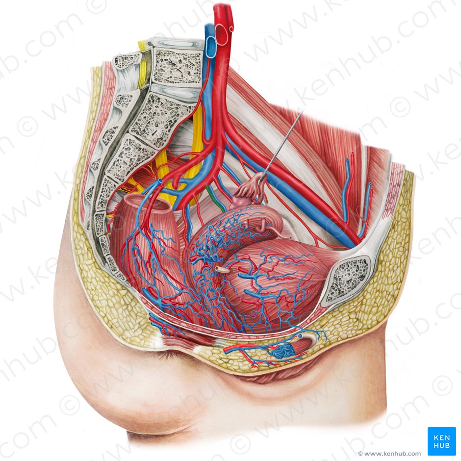 Arteria vesical inferior izquierda (Arteria vesicalis inferior sinistra); Imagen: Irina Münstermann
