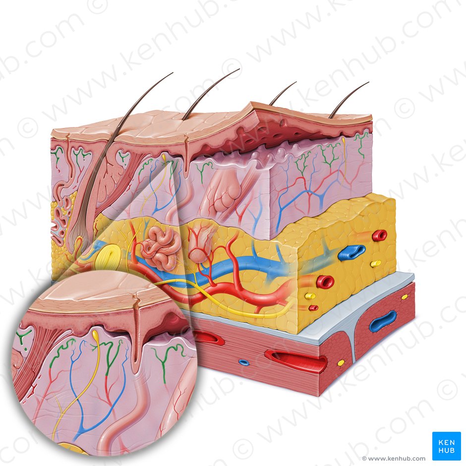 Subpapillary arterial plexus (Rete arteriosum subpapillare); Image: Paul Kim