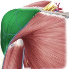 Fascias and spaces of the shoulder girdle region