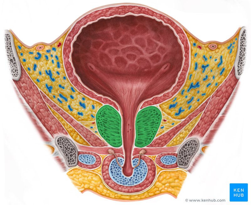 prostate gland anatomy lobes)