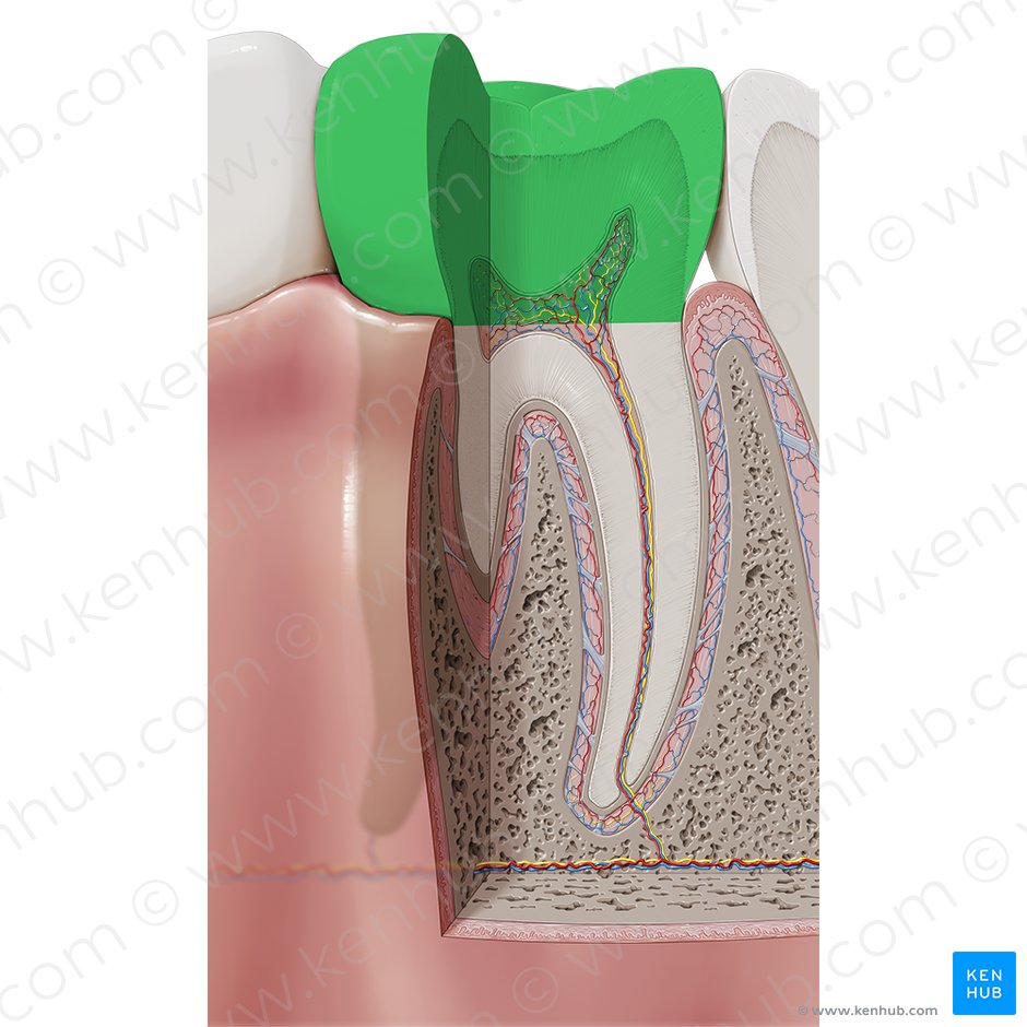 Coroa dentária (Corona dentis); Imagem: Paul Kim