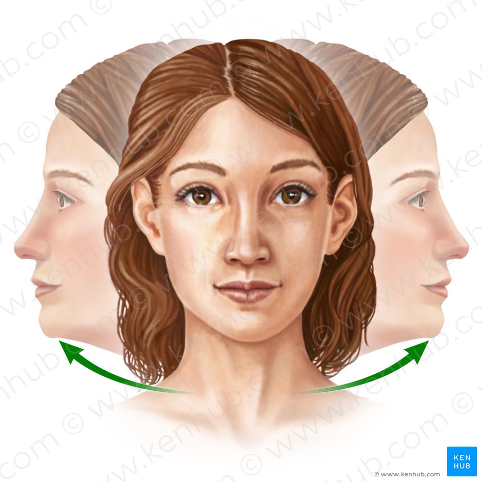 Rotation of head (Rotatio capitis); Image: Paul Kim