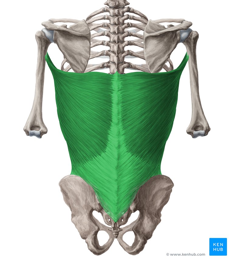 Latissimus dorsi muscle - dorsal view