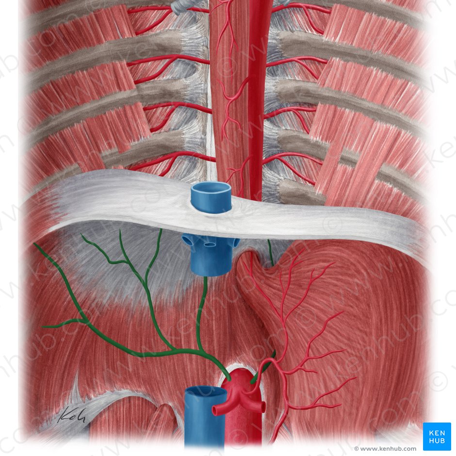 Inferior phrenic artery: Anatomy and function | Kenhub