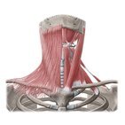 Músculos anteriores do pescoço