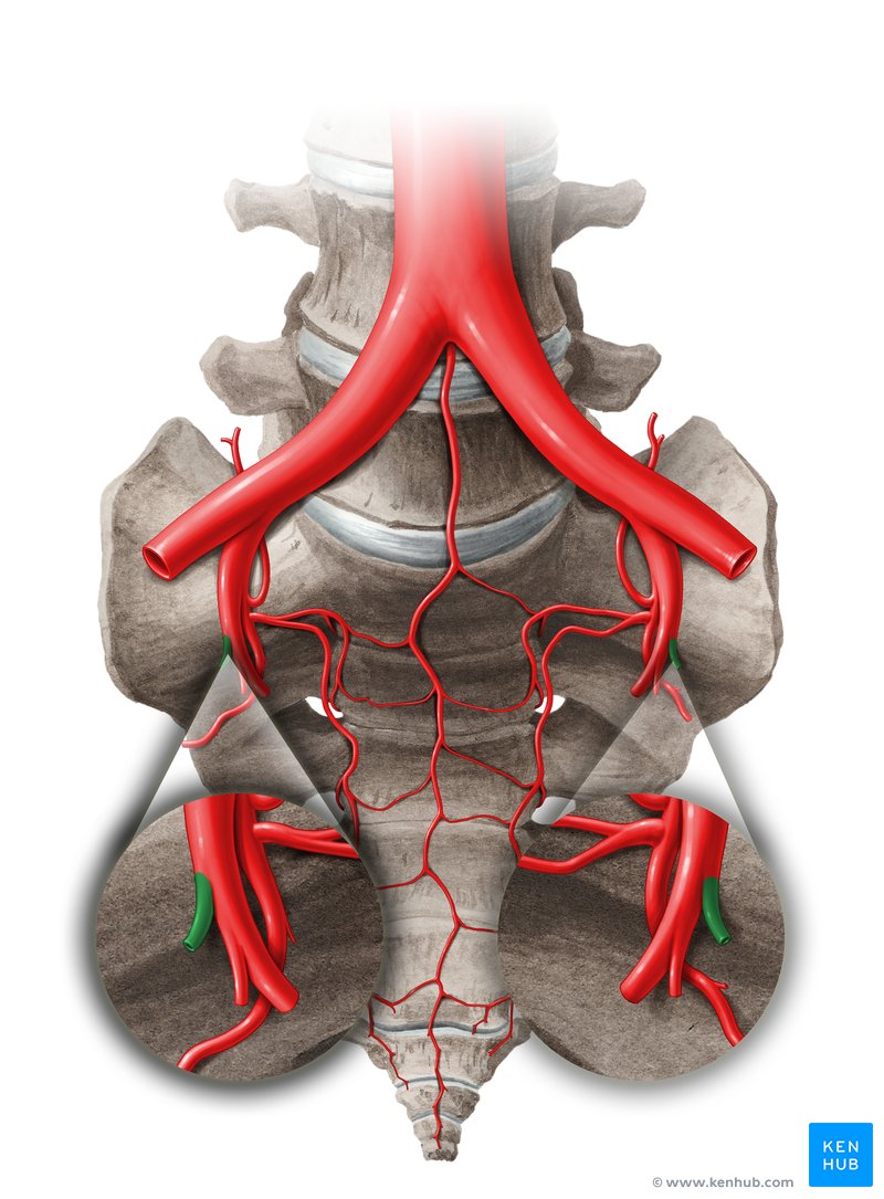 Umbilical artery: Anatomy, branches, supply | Kenhub