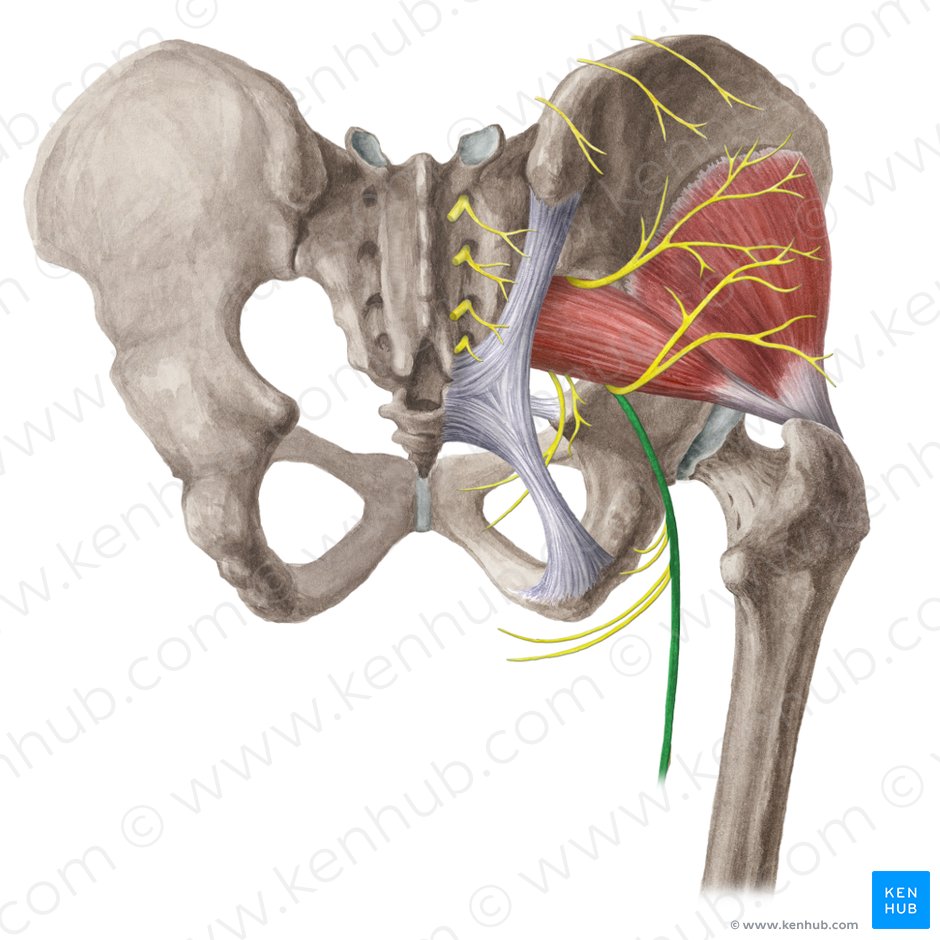 Nervus cutaneus posterior femoris (Hinterer Hautnerv des Oberschenkels); Bild: Liene Znotina