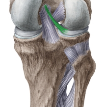 Diagram / Pictures: Tibia and fibula (Anatomy) | Kenhub