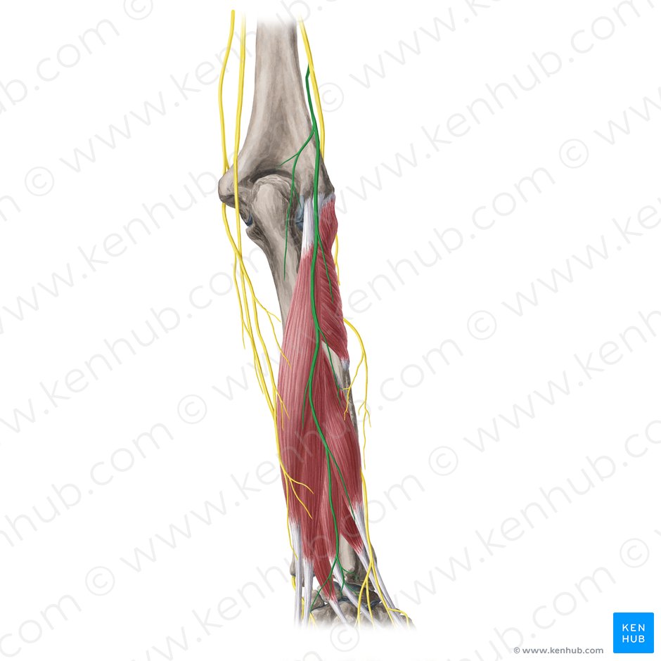 Nervo cutâneo posterior do antebraço (Nervus cutaneus posterior antebrachii); Imagem: Yousun Koh
