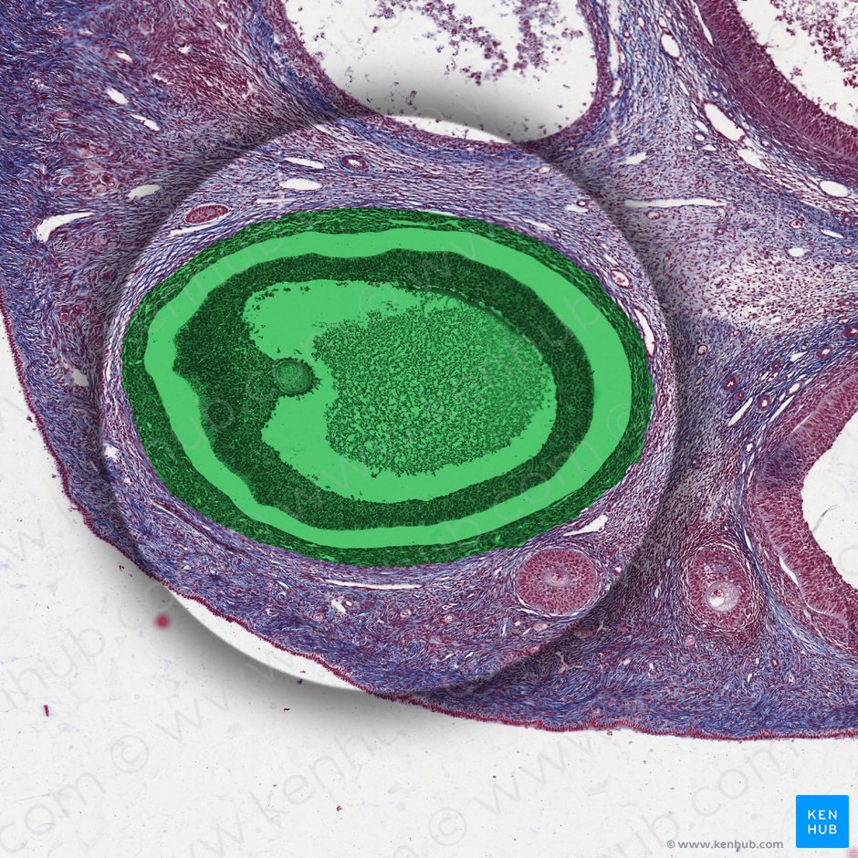 Folliculus ovaricus tertiarius (Graaf-Follikel); Bild: 