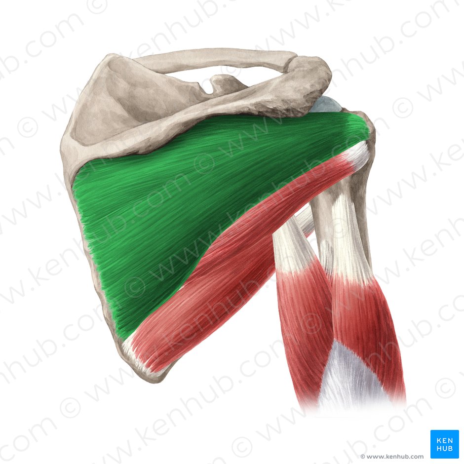 Musculus infraspinatus (Untergrätenmuskel); Bild: Yousun Koh