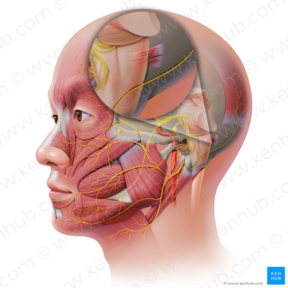 Ramo auricular del nervio auricular posterior (Ramus auricularis nervi auricularis posterioris); Imagen: Paul Kim