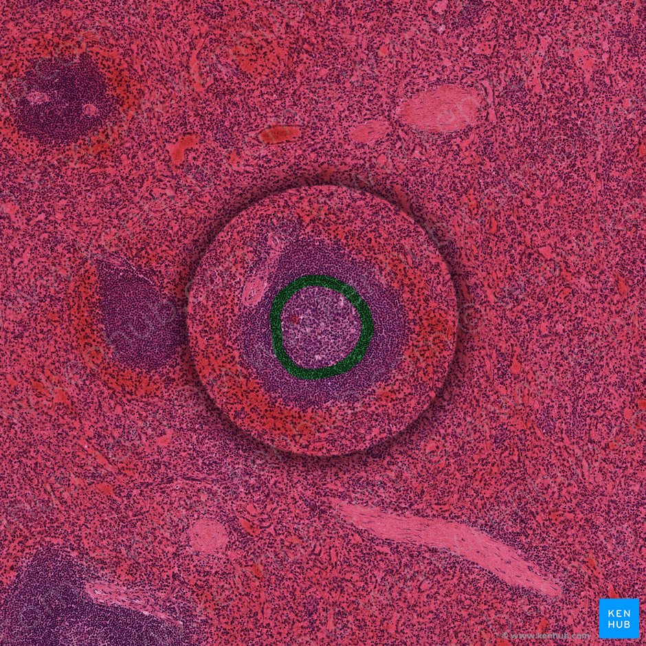 Mantle zone of splenic lymphoid nodule (Zona marginalis noduli lymphoidei splenici); Image: 