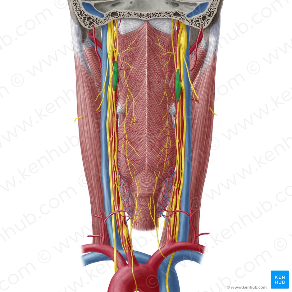 Superior cervical ganglion (Ganglion cervicale superius); Image: Yousun Koh