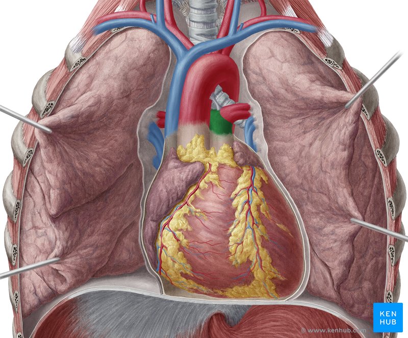 Pulmonary trunk: Anatomy and function | Kenhub