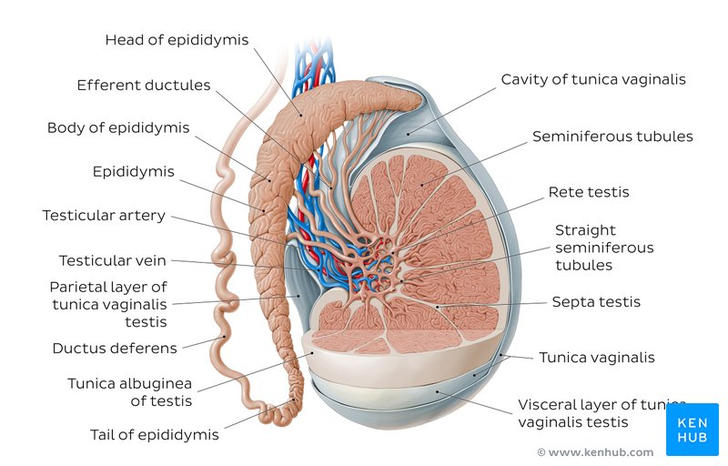 Epididymis: Anatomy and histology | Kenhub