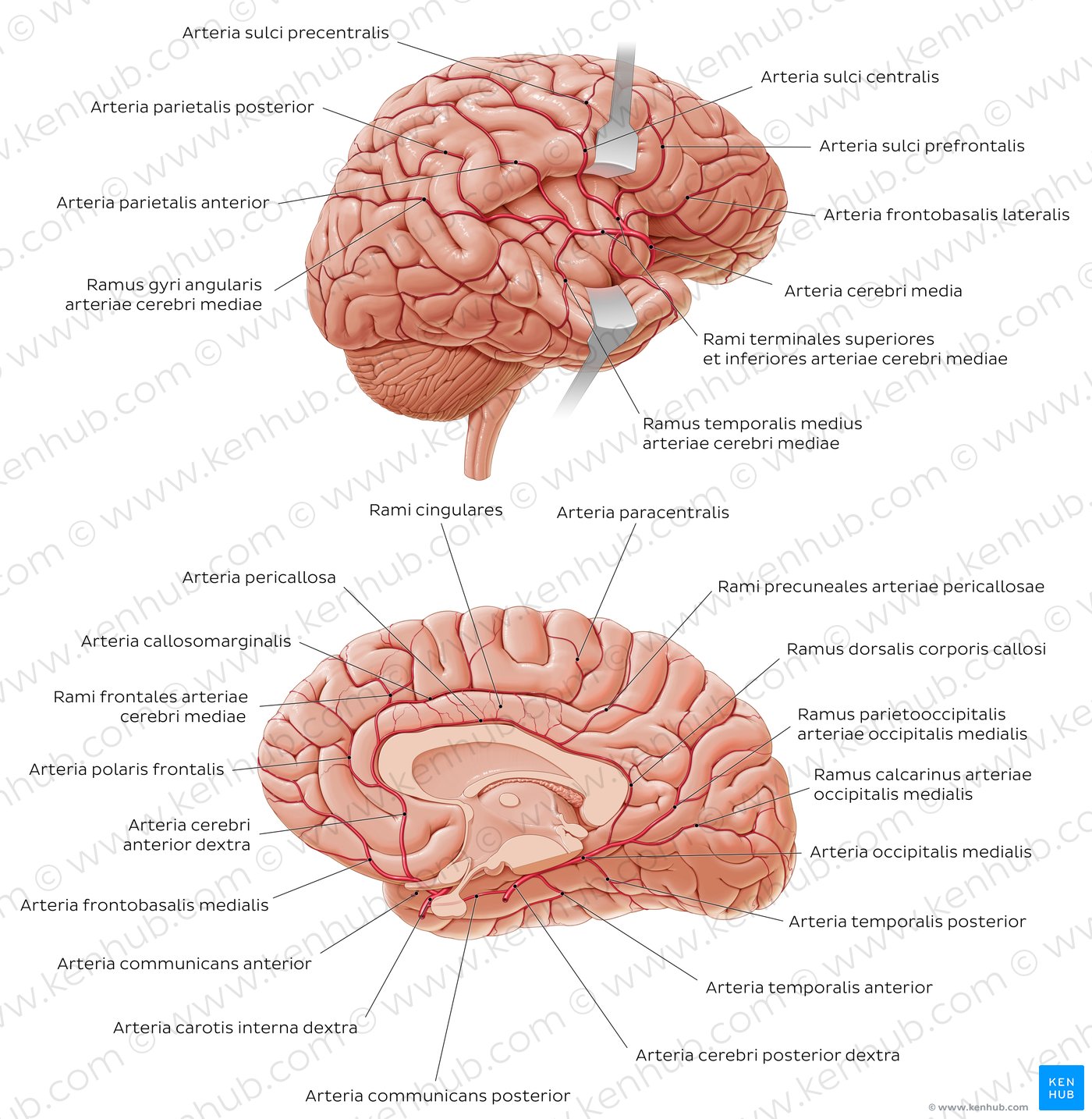 Arterien des Gehirns - Überblick
