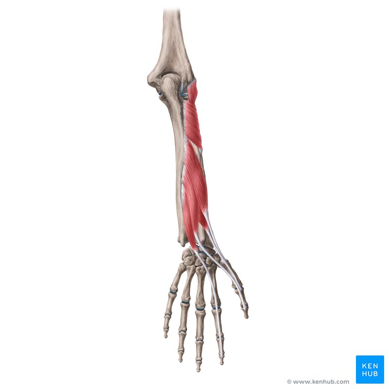 Deep posterior forearm muscles: Anatomy and function | Kenhub