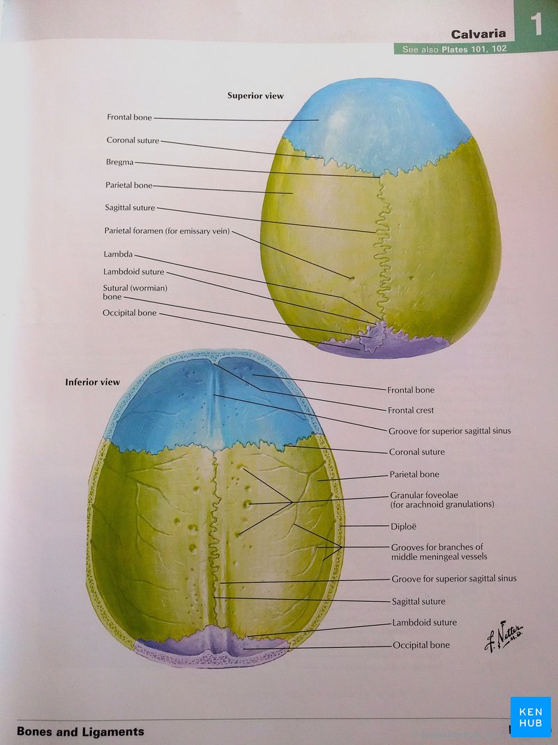 Netter's Atlas of Human Anatomy - Calvaria