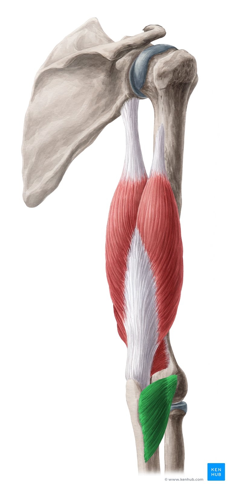 Músculo Ancôneo: Origem, inserção, inervação e ação | Kenhub diagram of the meninges 