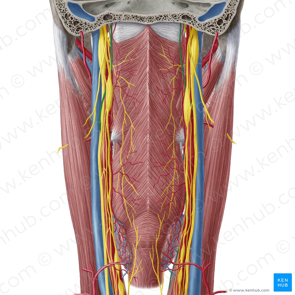 Hypoglossal nerve (Nervus hypoglossus); Image: Yousun Koh