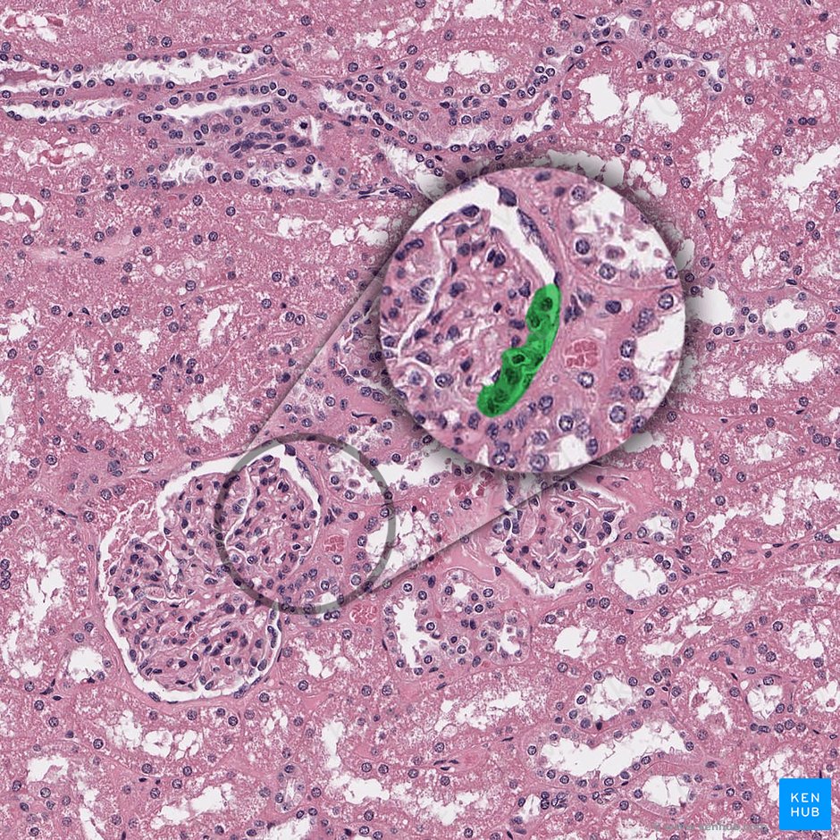 Afferent glomerular arteriole of renal corpuscle (Arteriola glomerularis afferens corpusculi renalis); Image: 