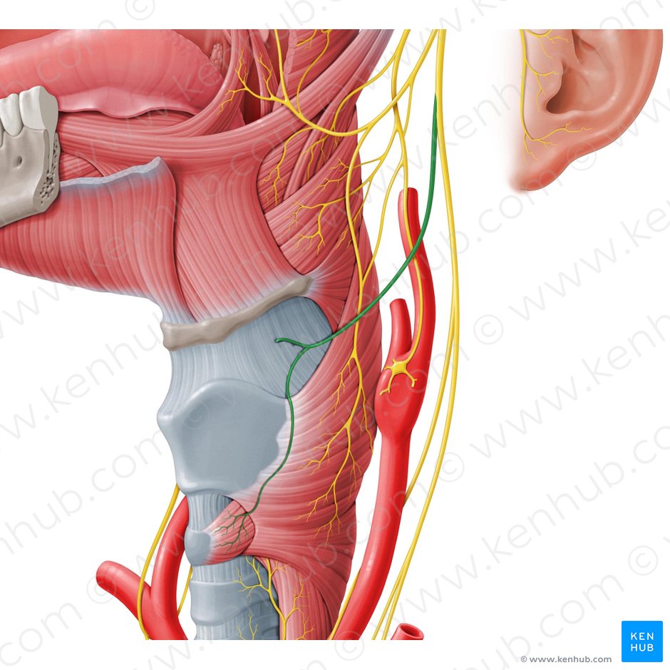 Nervio laríngeo superior (Nervus laryngeus superior); Imagen: Paul Kim