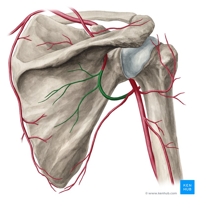 Circumflex scapular artery: Anatomy, branches, supply | Kenhub