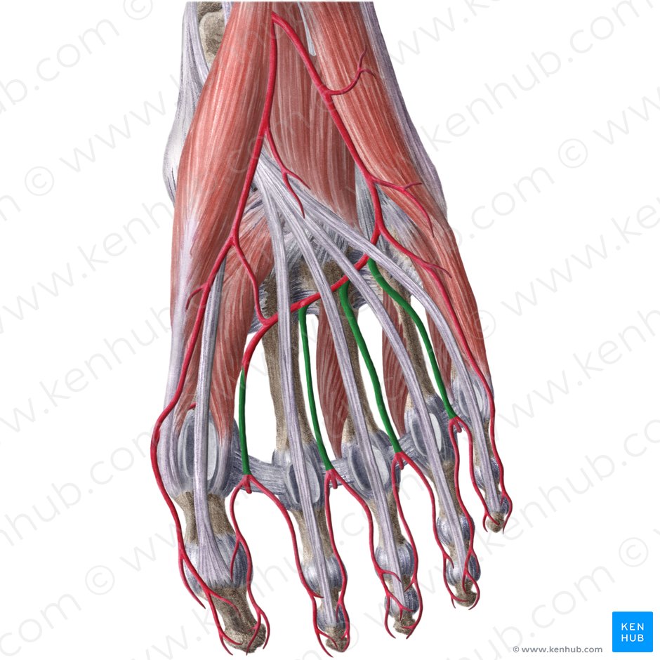 Plantar metatarsal arteries (Arteriae metatarseae plantares); Image: Liene Znotina
