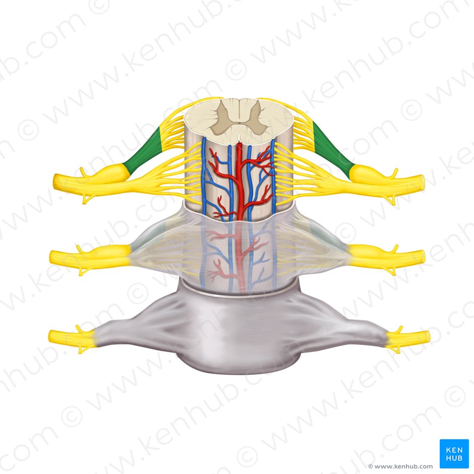 Raíz posterior del nervio espinal (Radix posterior nervi spinalis); Imagen: Rebecca Betts
