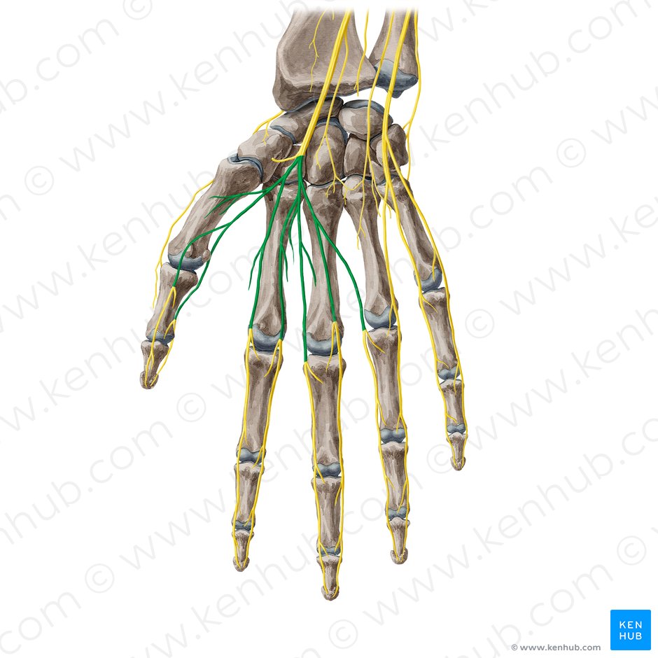 Rami digitales palmares communes nervi mediani (Gemeinsame hohlhandseitige Fingeräste des Mittelarmnervs); Bild: Yousun Koh