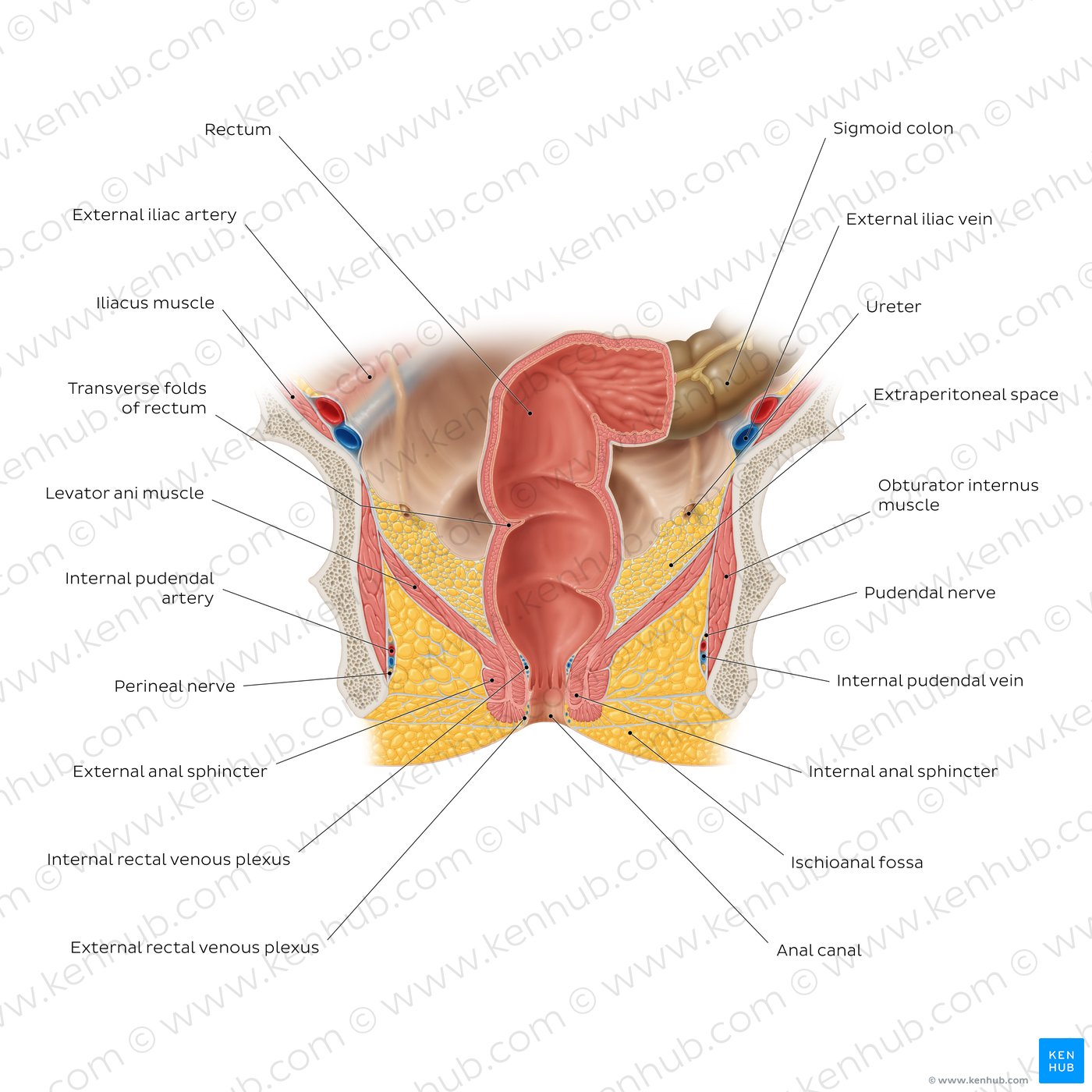 Cu prostatită, mucusul este secretat de organ