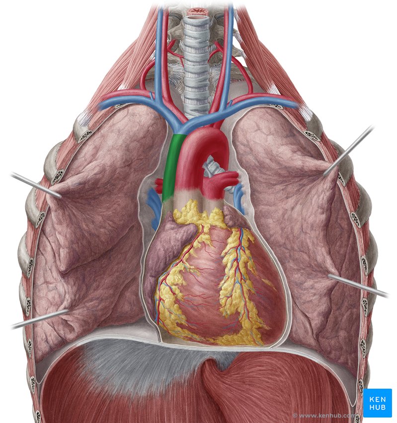 Superior vena cava: Anatomy, function & clinical aspects | Kenhub